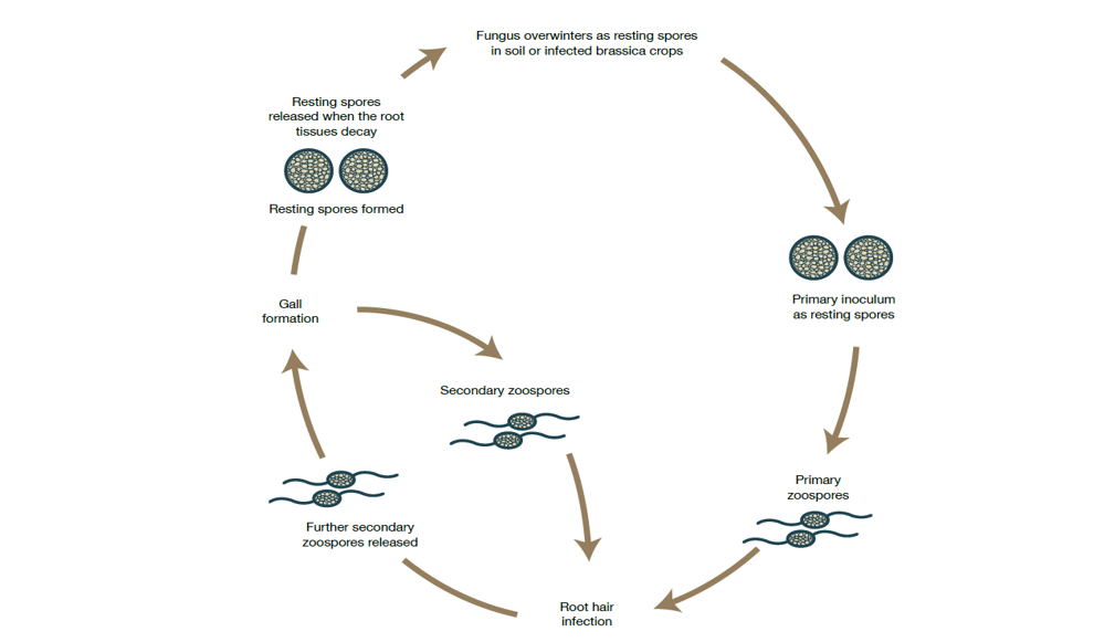 Plasmodiophora brassicae (the cause of clubroot) life cycle